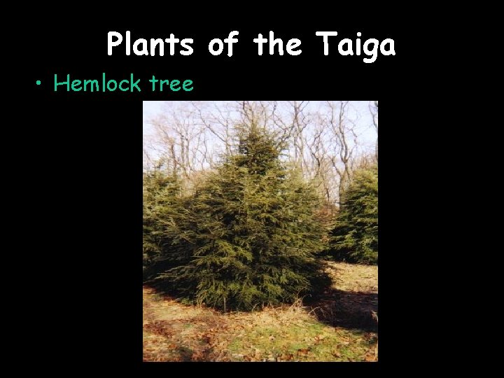 Plants of the Taiga • Hemlock tree 