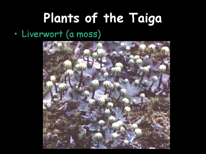 Plants of the Taiga • Liverwort (a moss) 