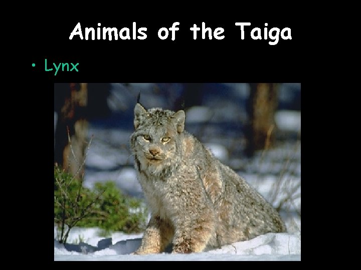 Animals of the Taiga • Lynx 