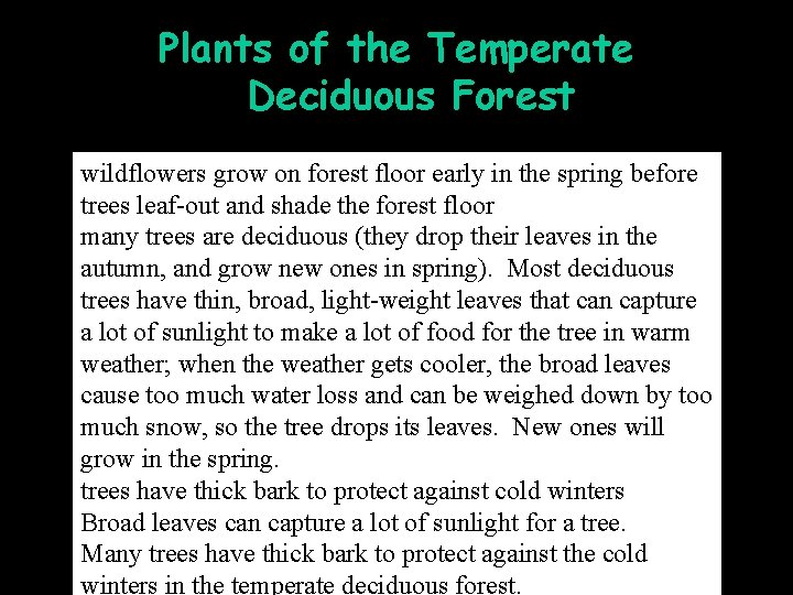 Plants of the Temperate Deciduous Forest wildflowers grow on forest floor early in the