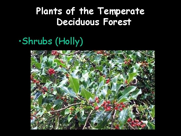 Plants of the Temperate Deciduous Forest • Shrubs (Holly) 