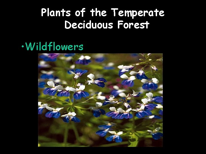 Plants of the Temperate Deciduous Forest • Wildflowers 