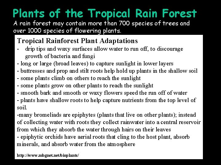 Plants of the Tropical Rain Forest A rain forest may contain more than 700