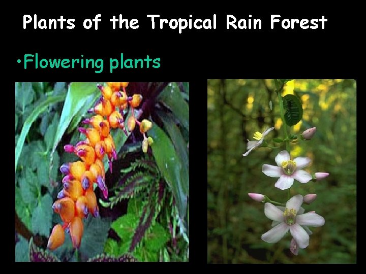 Plants of the Tropical Rain Forest • Flowering plants 