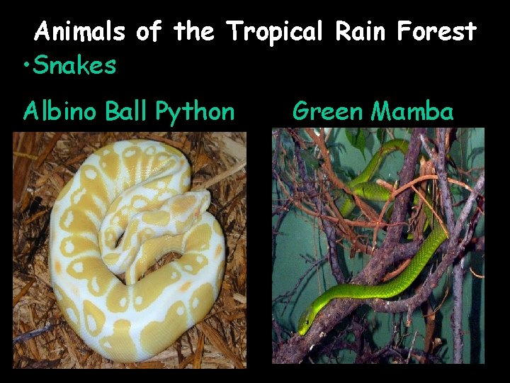 Animals of the Tropical Rain Forest • Snakes Albino Ball Python Green Mamba 