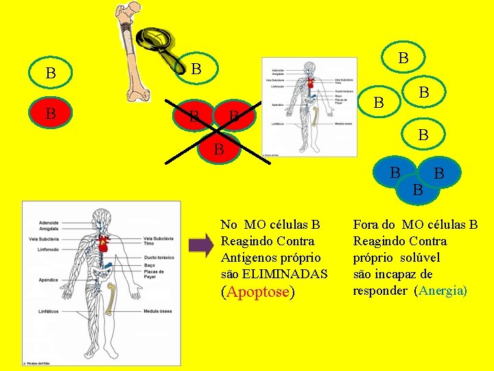 B B B No MO células B Reagindo Contra Antigenos próprio são ELIMINADAS (Apoptose)