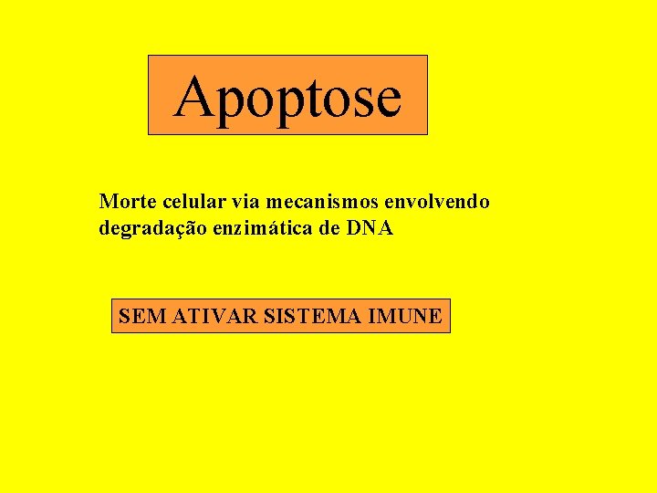 Apoptose Morte celular via mecanismos envolvendo degradação enzimática de DNA SEM ATIVAR SISTEMA IMUNE