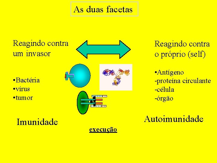 As duas facetas Reagindo contra um invasor Reagindo contra o próprio (self) • Bactéria