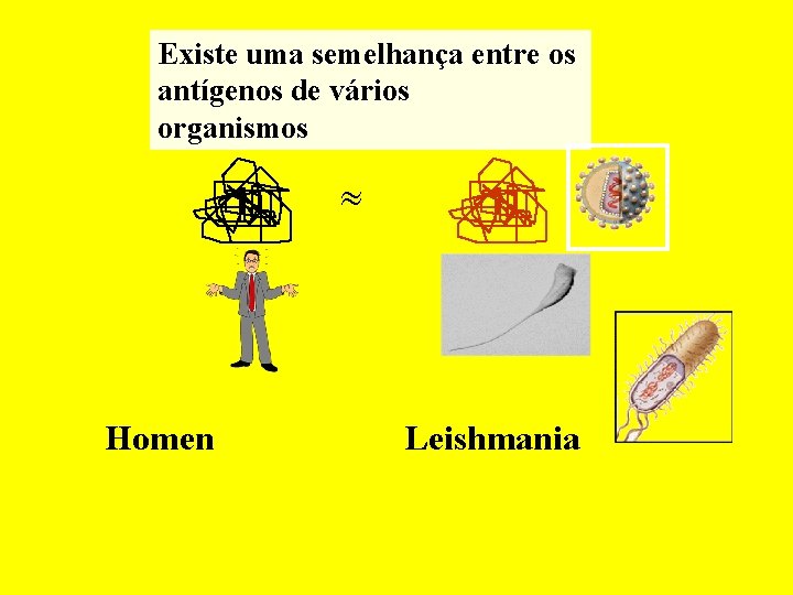 Existe uma semelhança entre os antígenos de vários organismos » Homen Leishmania 