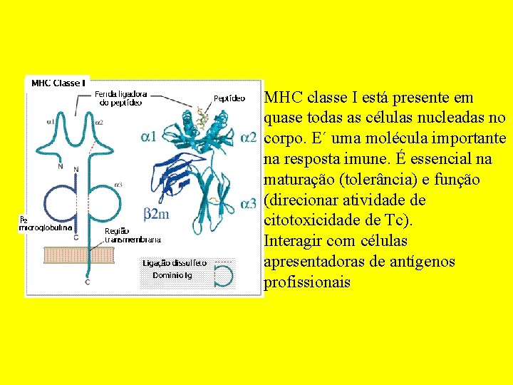 MHC classe I está presente em quase todas as células nucleadas no corpo. E´
