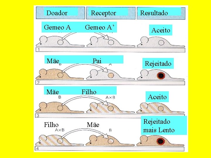 Doador Gemeo A Mãe Filho Receptor Gemeo A’ Pai Filho Mãe Resultado Aceito Rejeitado