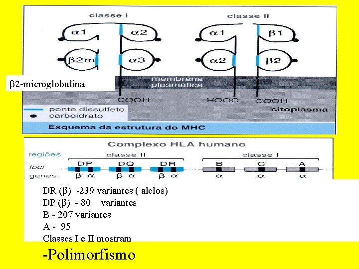  2 -microglobulina DR ( ) -239 variantes ( alelos) DP ( ) -