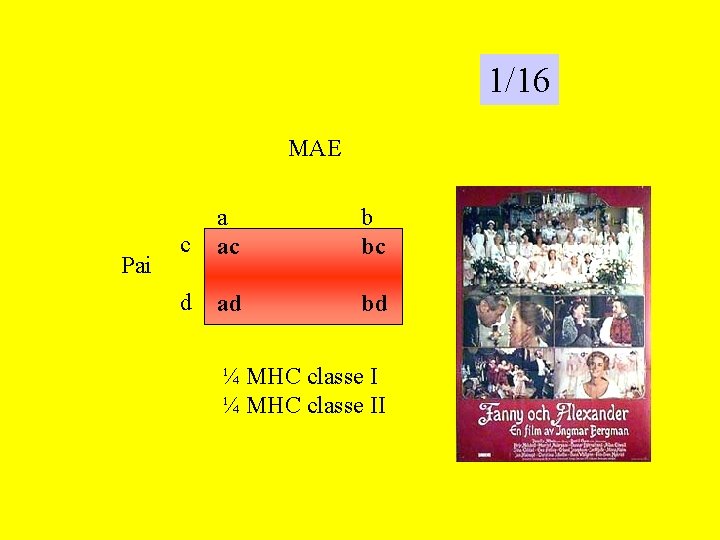 1/16 MAE Pai c a ac b bc d ad bd ¼ MHC classe