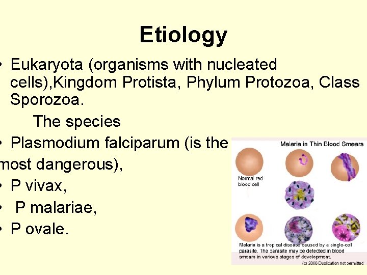 Etiology • Eukaryota (organisms with nucleated cells), Kingdom Protista, Phylum Protozoa, Class Sporozoa. The