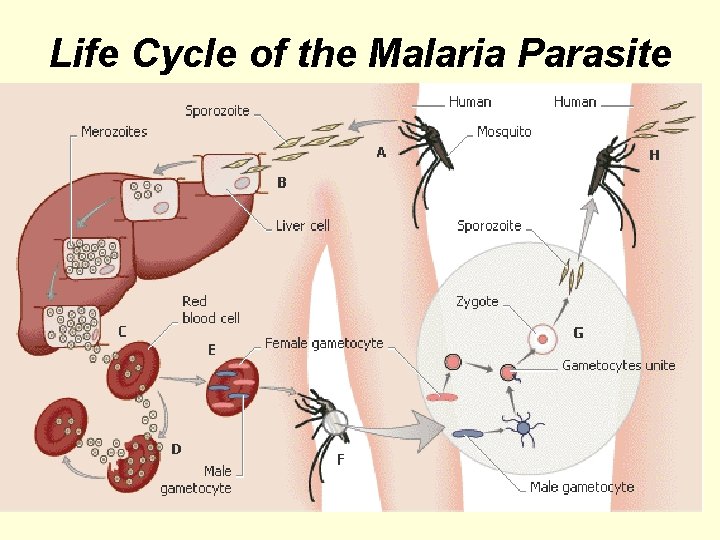 Life Cycle of the Malaria Parasite 