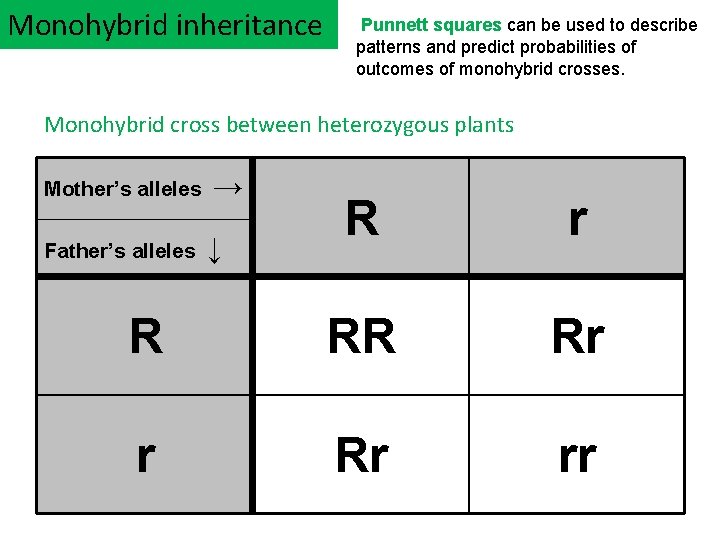 Monohybrid inheritance Punnett squares can be used to describe patterns and predict probabilities of