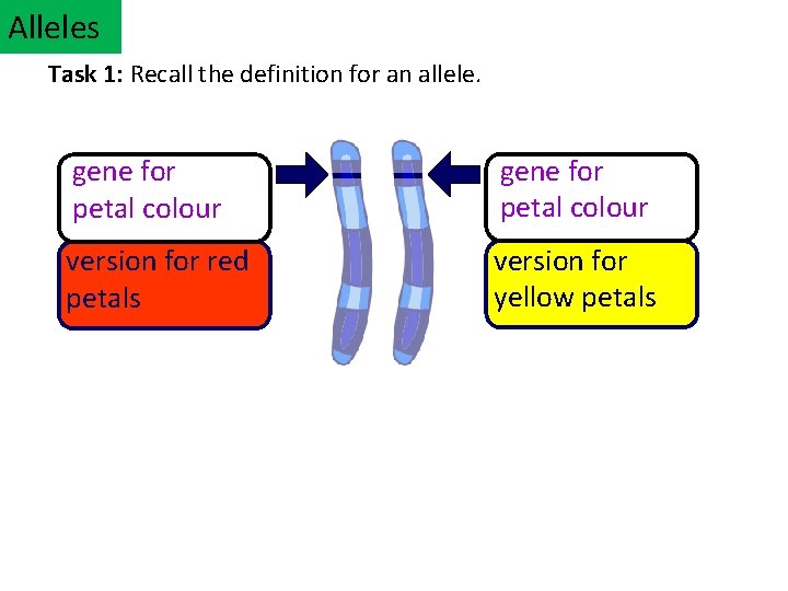 Alleles Task 1: Recall the definition for an allele. gene for petal colour version
