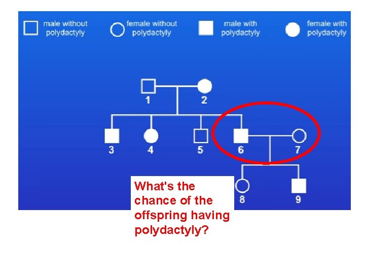 What's the chance of the offspring having polydactyly? 