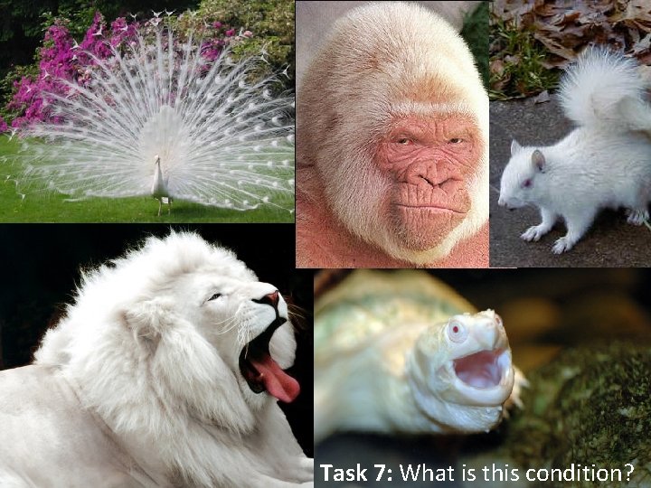 Task 7: What is this condition? 