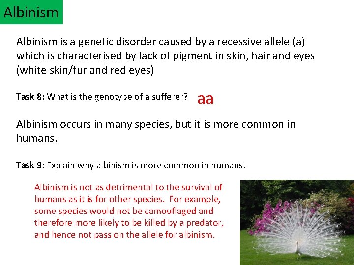 Albinism is a genetic disorder caused by a recessive allele (a) which is characterised