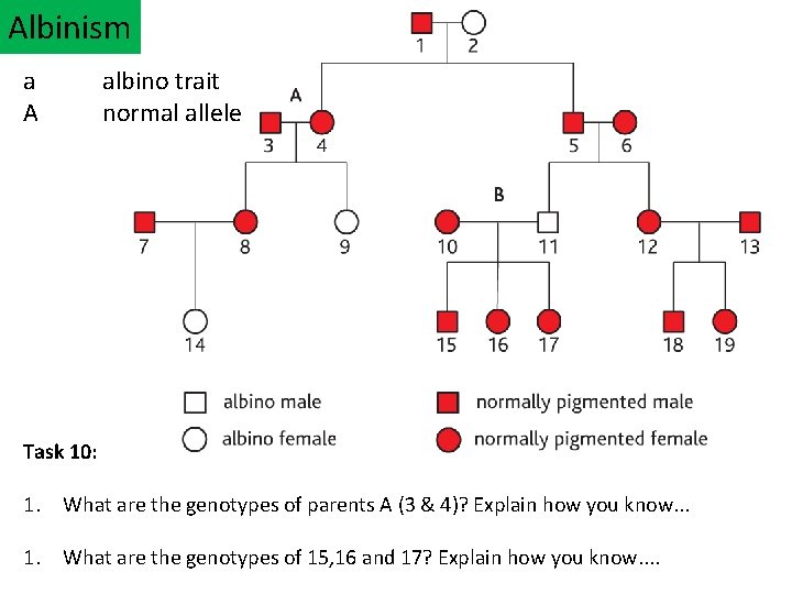 Albinism a A albino trait normal allele Task 10: 1. What are the genotypes