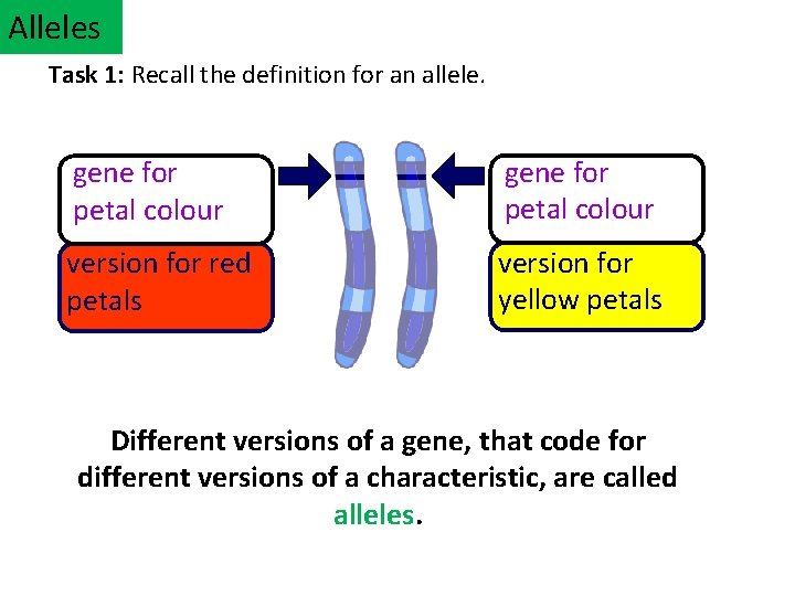 Alleles Task 1: Recall the definition for an allele. gene for petal colour version