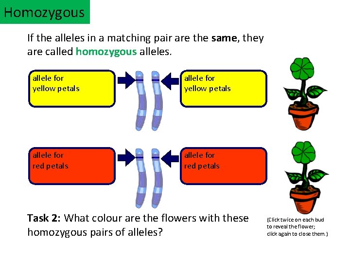 Homozygous If the alleles in a matching pair are the same, they are called