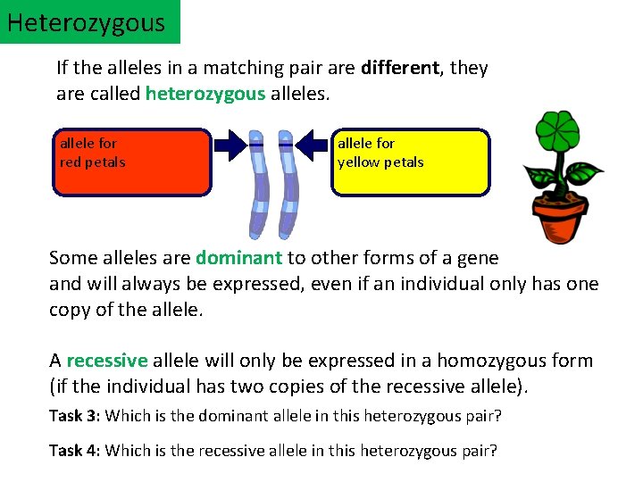 Heterozygous If the alleles in a matching pair are different, they are called heterozygous