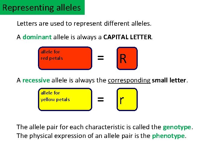 Representing alleles Letters are used to represent different alleles. A dominant allele is always