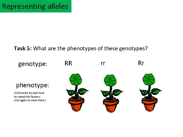 Representing alleles Task 5: What are the phenotypes of these genotypes? genotype: phenotype: (Click