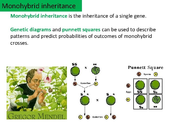Monohybrid inheritance is the inheritance of a single gene. Genetic diagrams and punnett squares
