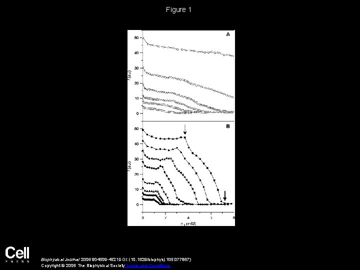 Figure 1 Biophysical Journal 2006 904509 -4521 DOI: (10. 1529/biophysj. 105. 077867) Copyright ©