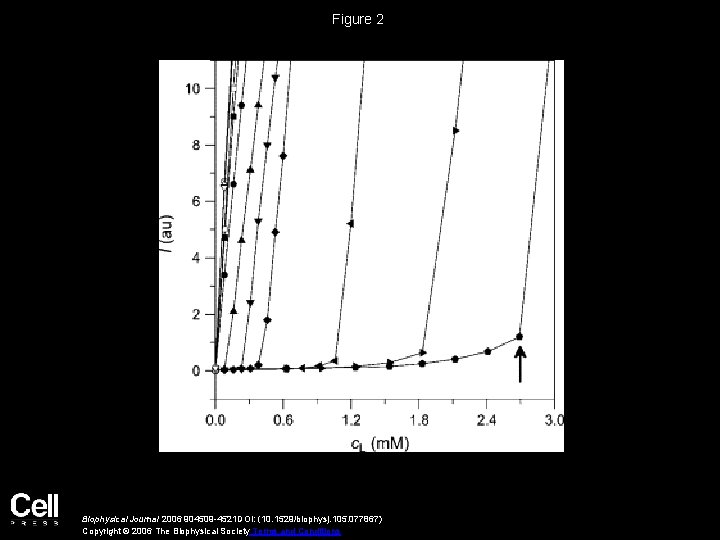 Figure 2 Biophysical Journal 2006 904509 -4521 DOI: (10. 1529/biophysj. 105. 077867) Copyright ©