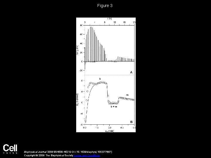 Figure 3 Biophysical Journal 2006 904509 -4521 DOI: (10. 1529/biophysj. 105. 077867) Copyright ©