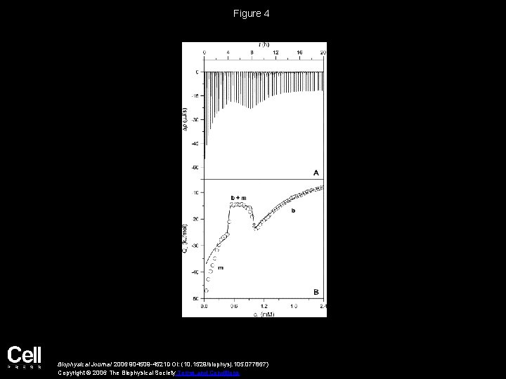 Figure 4 Biophysical Journal 2006 904509 -4521 DOI: (10. 1529/biophysj. 105. 077867) Copyright ©