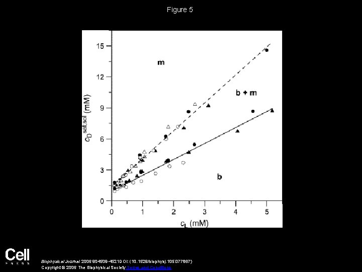 Figure 5 Biophysical Journal 2006 904509 -4521 DOI: (10. 1529/biophysj. 105. 077867) Copyright ©