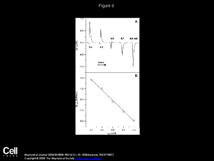 Figure 6 Biophysical Journal 2006 904509 -4521 DOI: (10. 1529/biophysj. 105. 077867) Copyright ©