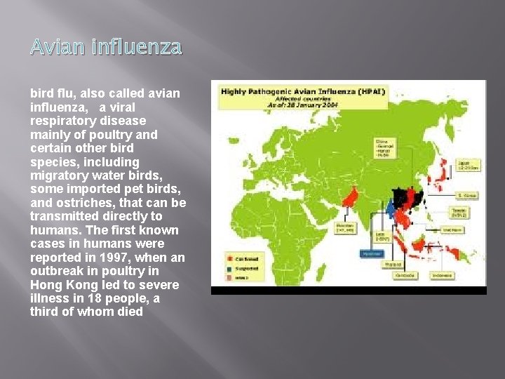 Avian influenza bird flu, also called avian influenza, a viral respiratory disease mainly of