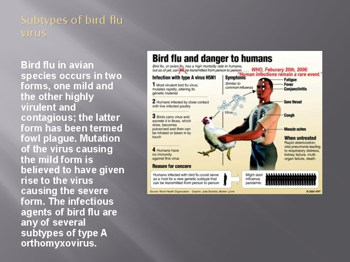 Subtypes of bird flu virus Bird flu in avian species occurs in two forms,