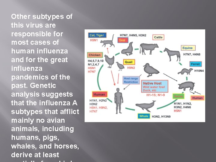 Other subtypes of this virus are responsible for most cases of human influenza and