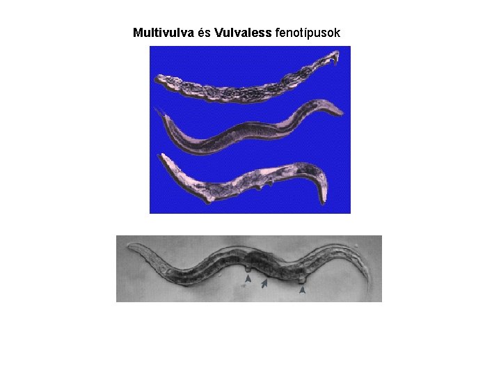Multivulva és Vulvaless fenotípusok 