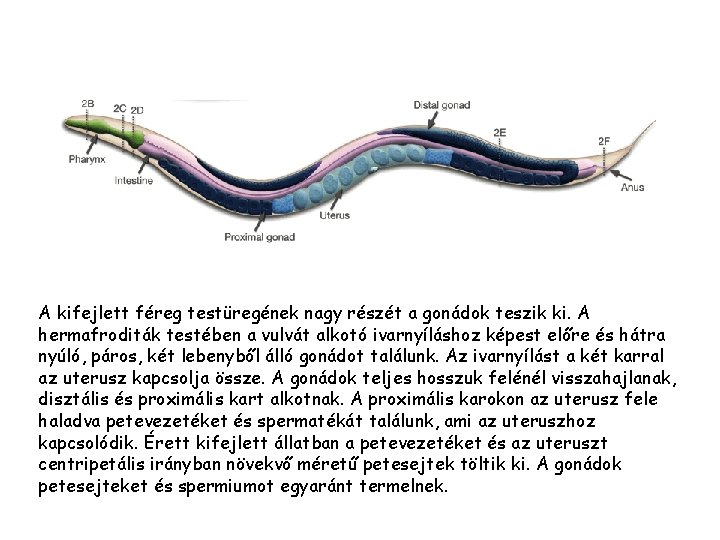 A kifejlett féreg testüregének nagy részét a gonádok teszik ki. A hermafroditák testében a