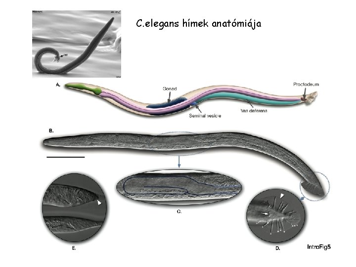 C. elegans hímek anatómiája 