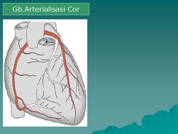 Gb. Arterialisasi Cor 