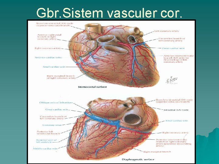 Gbr. Sistem vasculer cor. 