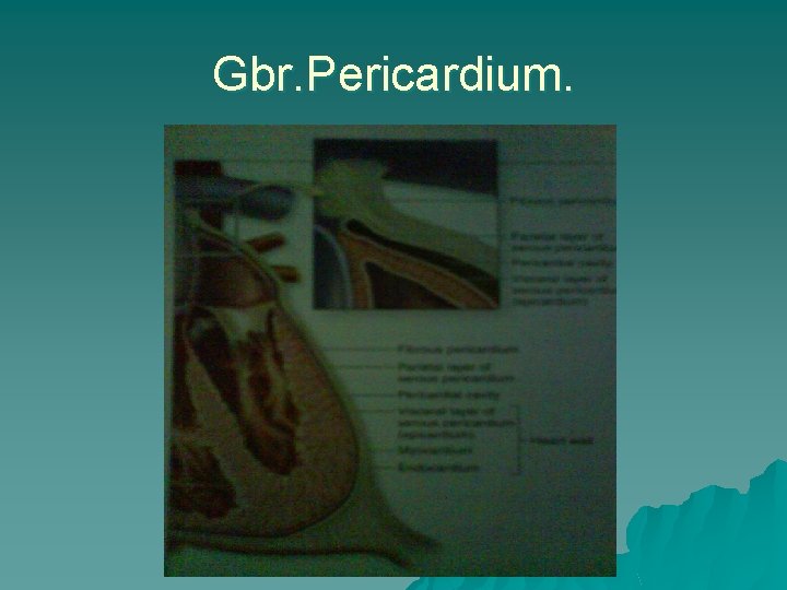 Gbr. Pericardium. 