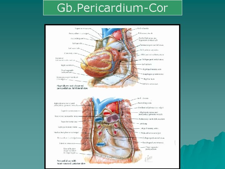 Gb. Pericardium-Cor 