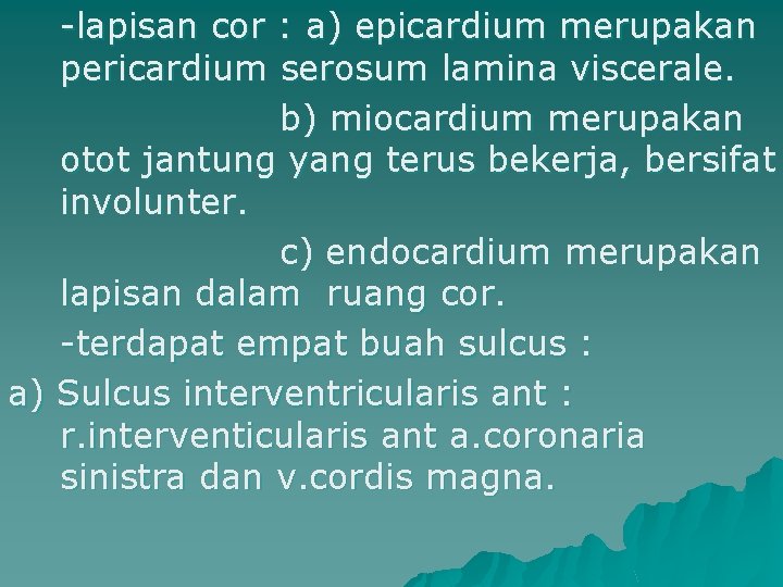 -lapisan cor : a) epicardium merupakan pericardium serosum lamina viscerale. b) miocardium merupakan otot