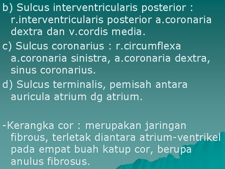 b) Sulcus interventricularis posterior : r. interventricularis posterior a. coronaria dextra dan v. cordis