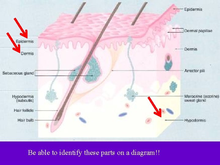 Be able to identify these parts on a diagram!! 